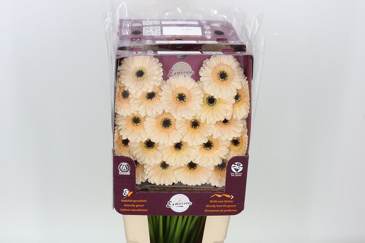 Gerbera