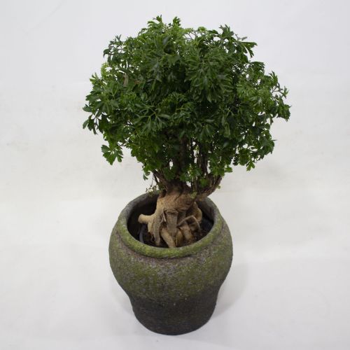 MING ARALIA BONSAI