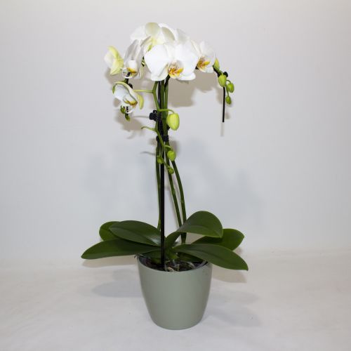 TRI-STEM WHITE PHALAENOPSIS ORCHID