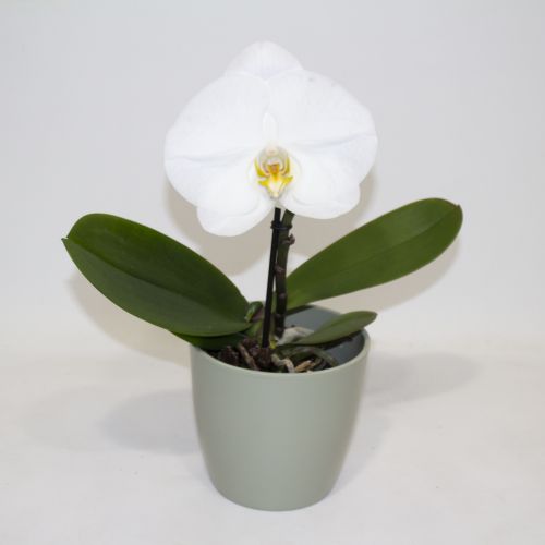 WHITE SINGLE HEAD LARGE PHALAENOPSIS ORCHID