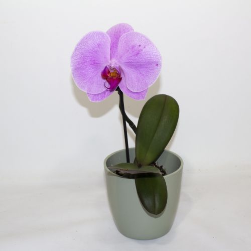 PINK SINGLE HEAD LARGE PHALAENOPSIS ORCHID