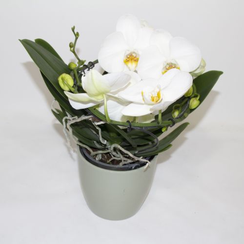 WHITE PHALAENOPSIS ORCHID CLUSTER