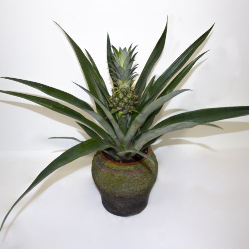 PINEAPPLE PLANT