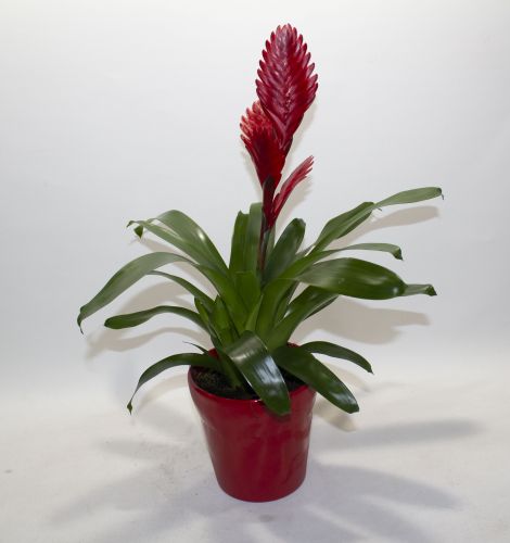 RED BROMELIAD PLANT