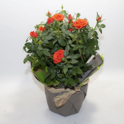 RED ROSE PLANT