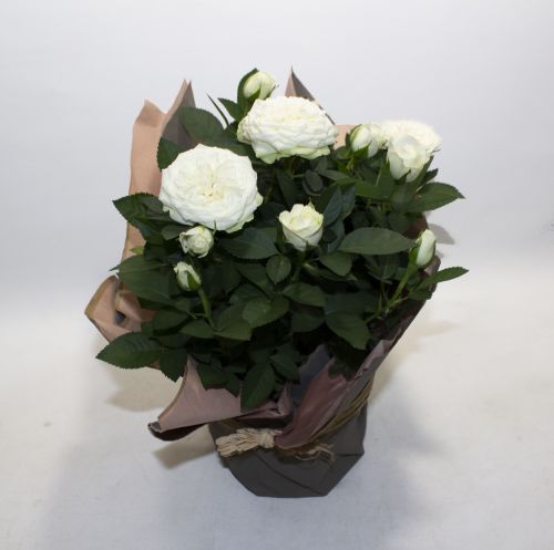 WHITE ROSE PLANT