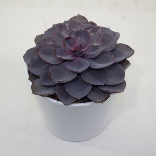 ECHEVERIA PURPLE PEARL