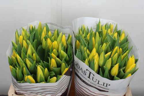 YELLOW TULIPS