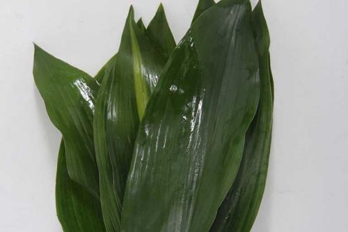 ASPIDISTRA