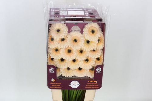 CREAM GERBERA