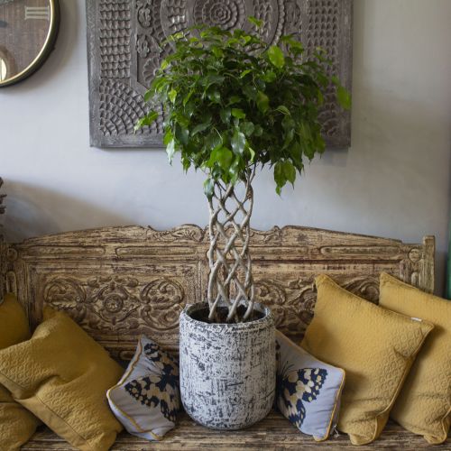 FICUS BENJAMINA WITH PLAITED STEM