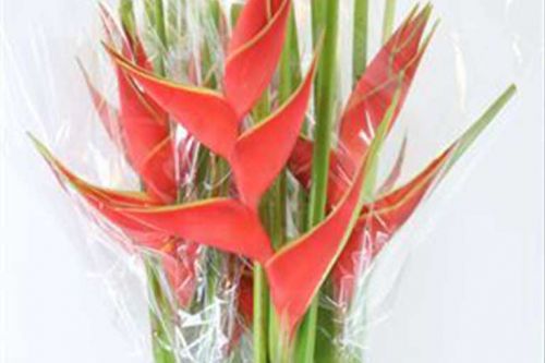 HELICONIA BIHAI