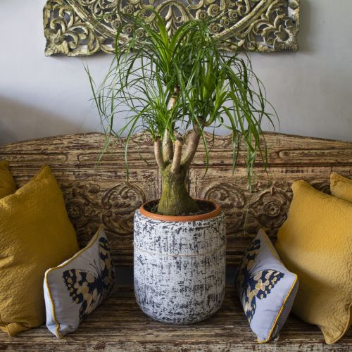 PONYTAIL PALM