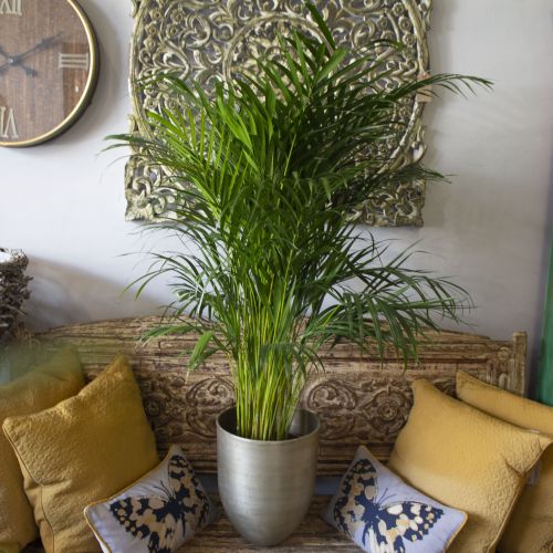 ARECA PALM PLANT