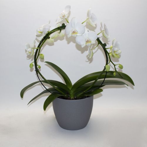 PHALAENOPSIS CIRCLE ORCHID