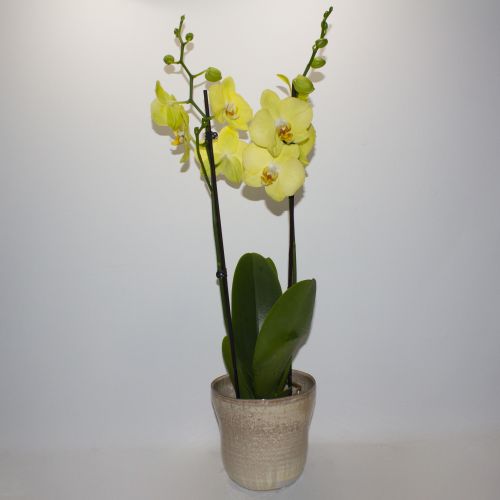 YELLOW PHALAENOPSIS ORCHID