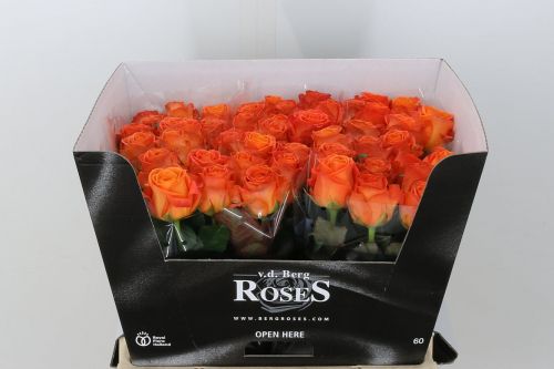 ORANGE ROSES