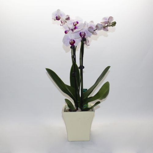 PURPLE AND WHITE PHALAENOPSIS ORCHID