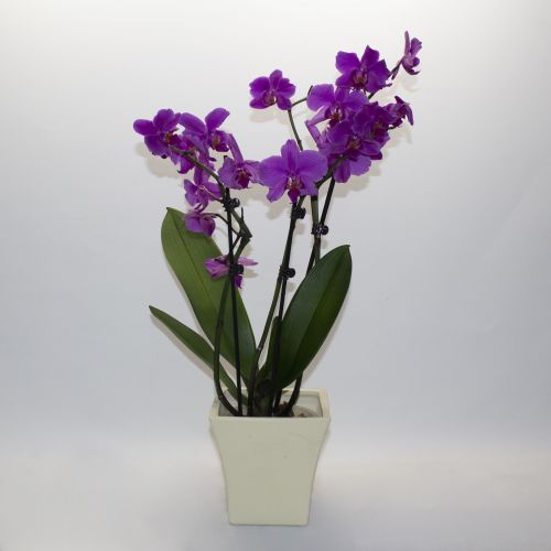 PURPLE PHALAENOPSIS ORCHID