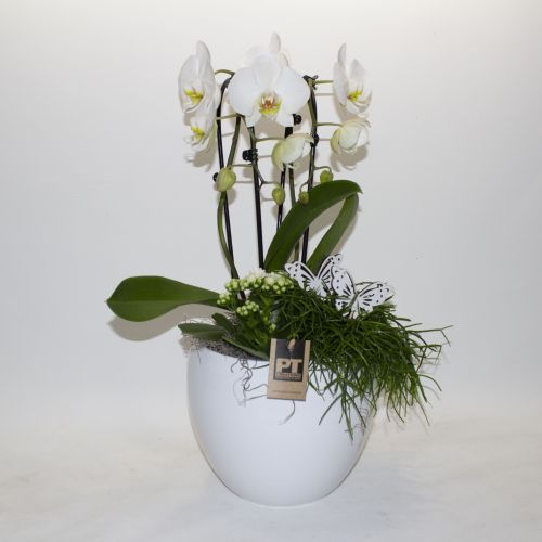 PHALAENOPSIS ORCHID BUTTERFLY ARRANGEMENT