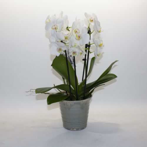 MULTI-STEM PHALAENOPSIS ORCHID