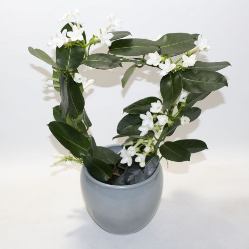 STEPHANOTIS PLANT