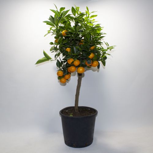 ORNAMENTAL ORANGE TREE