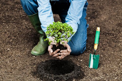 PLANTING