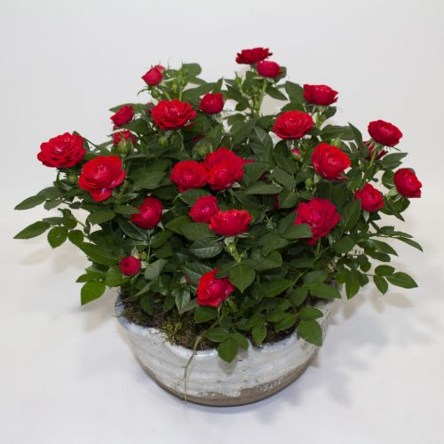 RED ROSE PLANTS IN POT