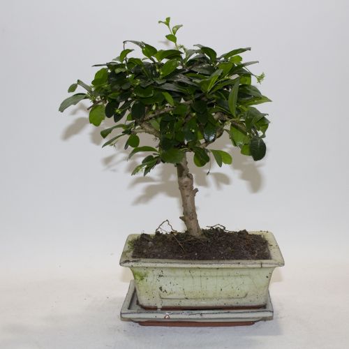 BONSAI TREE