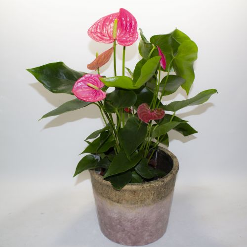 PINK ANTHURIUM PLANT