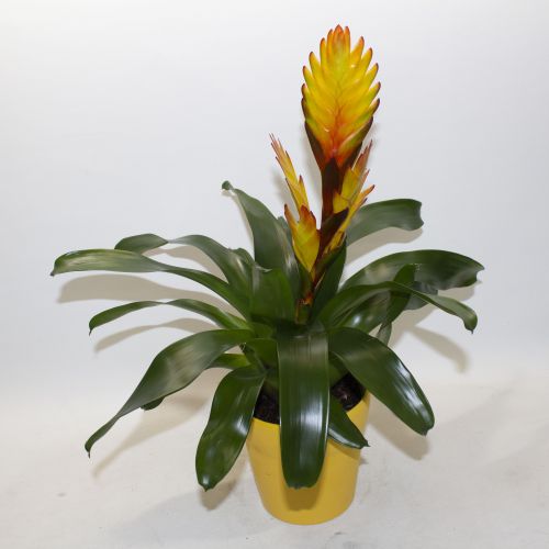 YELLOW BROMELIAD PLANT