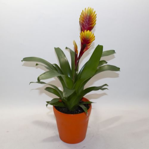 YELLOW AND RED BROMELIAD PLANT