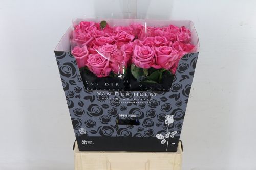 HOT PINK ROSES