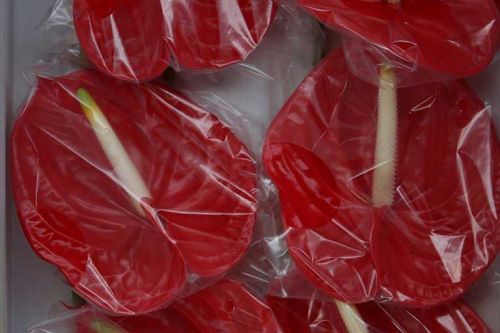 RED ANTHURIUM