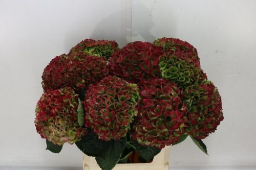 RED HYDRANGEA