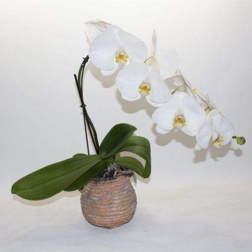 SINGLE-STEM PHALAENOPSIS ORCHID