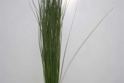 STEELGRASS