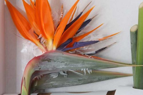 STRELITZIA