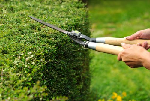 PRUNING AND TRIMMING