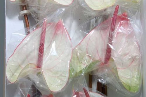 WHITE ANTHURIUM