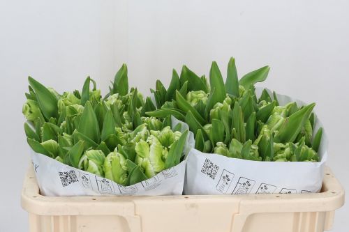 WHITE PARROT TULIPS