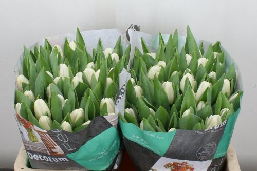 WHITE TULIPS