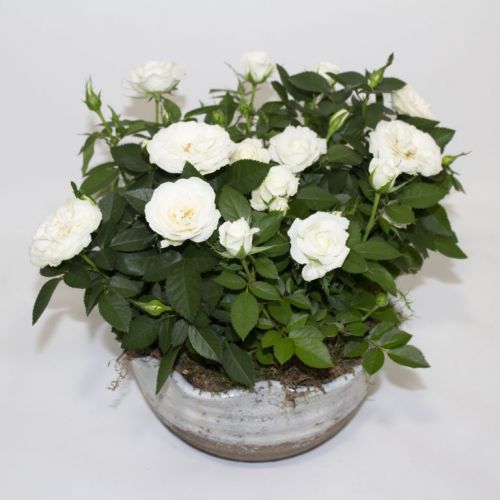 WHITE ROSES IN POT