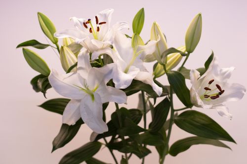 whitelilies5